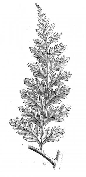 Schimper, 1869 pl. 30 fig. 4